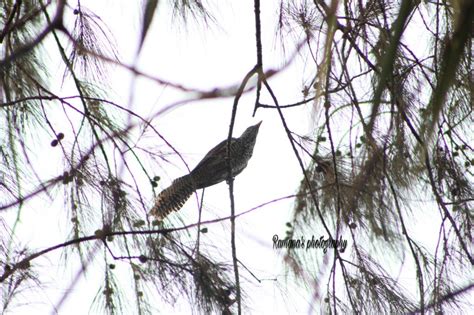 Birds of Kanyakumari – C.R.Ramana Kailash