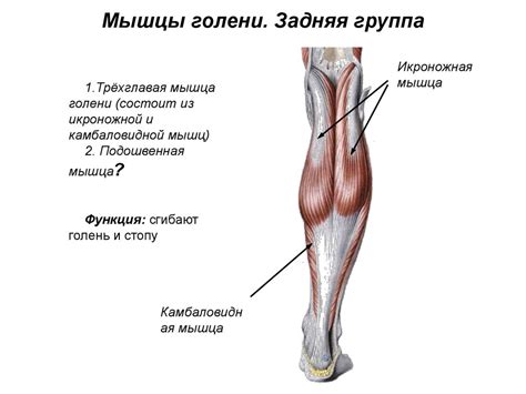Мышцы нижней конечности - презентация онлайн