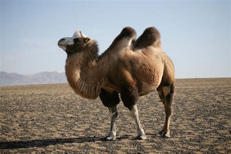 Camel | Animal Kingdom