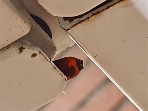 A paper wasp just entered that reddish structure stuck under my drying