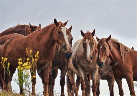 American wild mustang horses — Stock Photo © alancrosthwaite #14074268