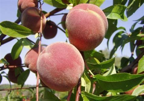 Купить саженцы персика из питомника "КСП" – доставка почтой, СДЭК