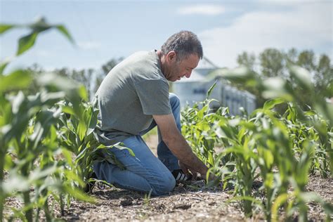 Maíz: las mejores opciones para la siembra tardía - Agroeventos