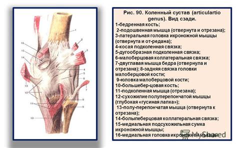 Презентация на тему: ""Соединения костей нижних конечностей". ООМК. г ...