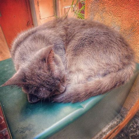 Кот д'Азур Gmail, Cats, Animals, Gatos, Animales, Animaux, Animal, Cat ...