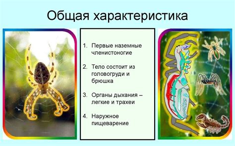 Класс Паукообразные - презентация онлайн