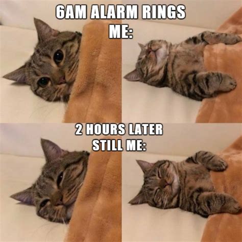 Cat Memes Funny 2024 - Tedra Vivian