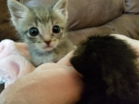 Vegas Kittens