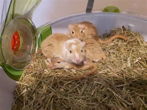 Nutmeg is the small and tired one. : gerbil
