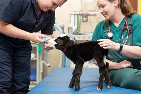Lil’ Bill Is The Smallest Calf In The World | Others