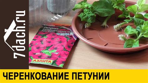 🌺 Черенкование ПЕТУНИИ: в два раза больше рассады - 7 дач - YouTube