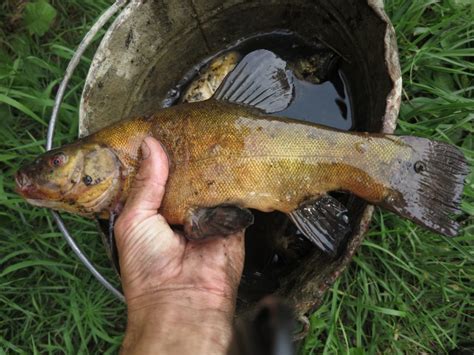 Рыба линь🐟: фото и описание. Как выглядит линь👍, чем питается и где водится