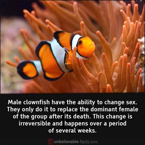 clownfish - Unbelievable Facts