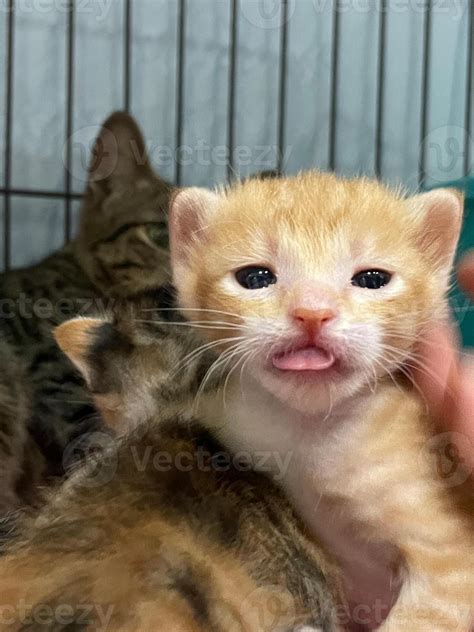 A new born kitten rests peacefully swaddled in cage. new born kitten