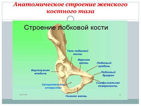 Женский таз, его строение, размеры - презентация онлайн
