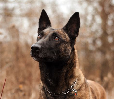 Malinois: Rasseportrait | HUNTER Magazin