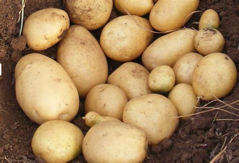 Картофель Армада: характеристики сорта в таблице, сравнение, уход