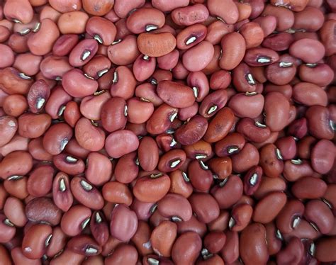 red ripper southern field peas cowpeas seeds organically grown