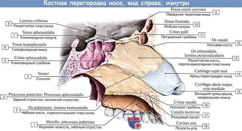 Анатомия: Полость носа (cavum nasi). Стенки полости носа, носовые ходы ...