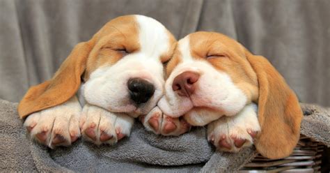 Cutest Pictures of Beagles | PS Pets