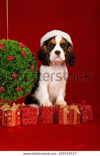 Christmas Cavalier King Charles Spaniel Wearing Stock Photo (Edit Now ...