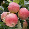 apple malus domestica gala