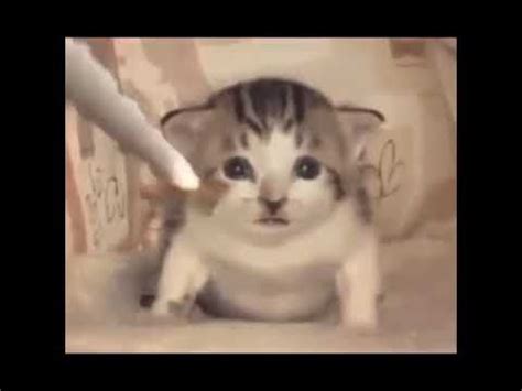 в кота летит ракета мем | Cute cats, Funny cute cats, Silly cats