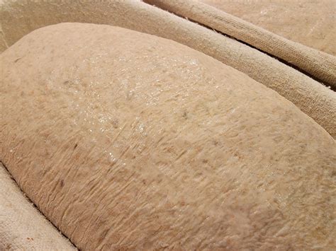 rye  sprouted rye  bread baking breadtopia