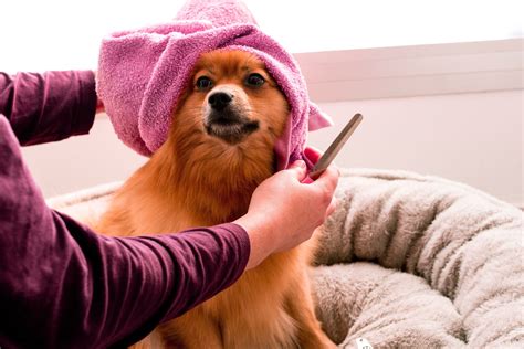 Il Cane Salute E Cure Il Cane Amarlo Capirlo Educarlo 6