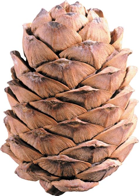 Pomme de Pin Brun clair PNG transparents - StickPNG | Pomme de pin, Png ...