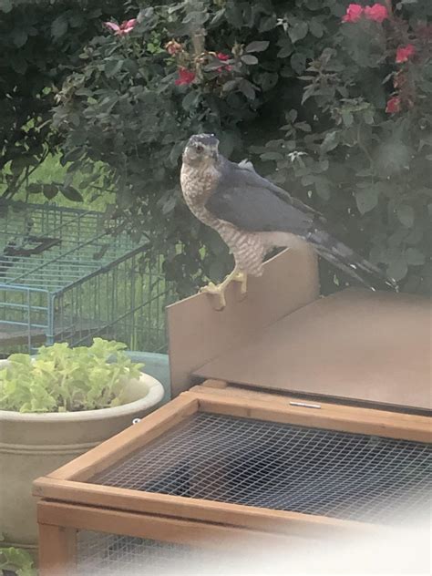 Is this a juvenile perigrine Falcon? Near St. Louis, missouri : r
