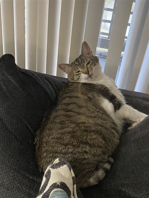 4571 best Fat Cat images on Pholder | Frugal Jerk, Ffxiv and Chonkers