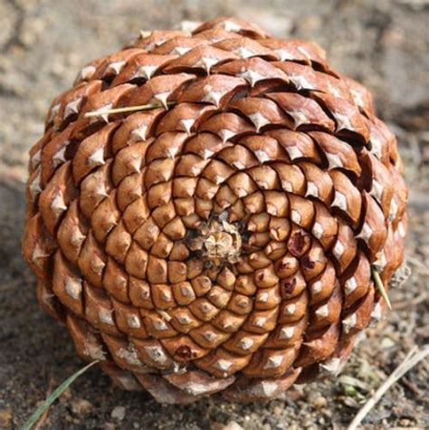 Fibonacci in nature, Geometry in nature, Spirals in nature