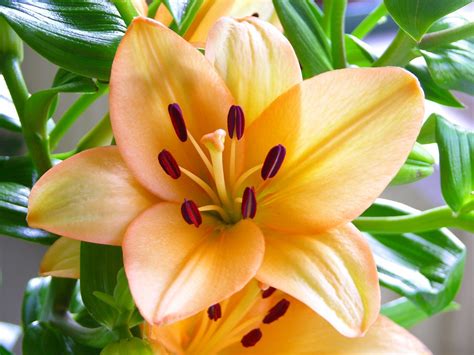 Lilly 2 Free Stock Photo | FreeImages