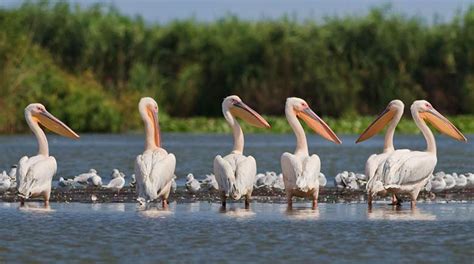 Дельта Дуная в Румынии: описание, фото – People Travel