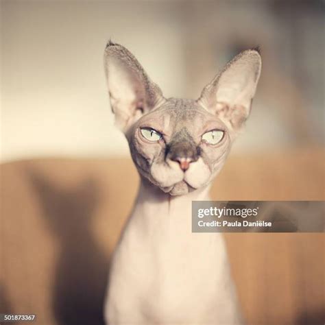 cat diva   premium high res pictures getty images
