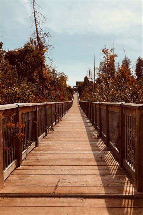 Serene autumn forest bridge