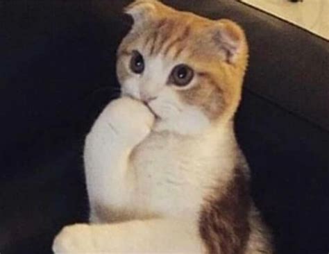 thinking cat blank template imgflip