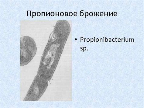 ФИЗИОЛОГИЯ МИКРООРГАНИЗМОВ Общая схема метаболизма бактерий