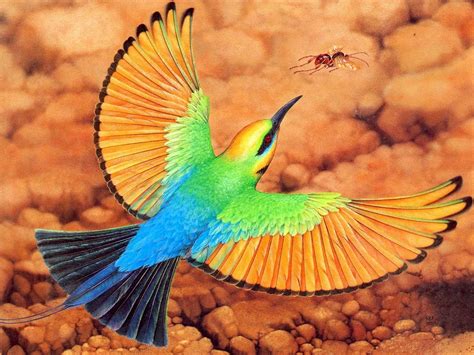 RAINBOW BEE EATER (Merops ornatus) in flight... | animals, animals, animals