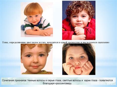 Решение задач на сцепленное наследование - презентация онлайн
