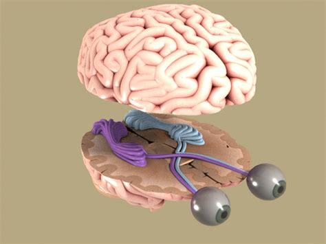 THE BRAIN AND THE EYES