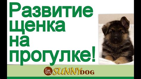 Дрессировка и развитие щенка как правильно развить щенка на прогулке ...
