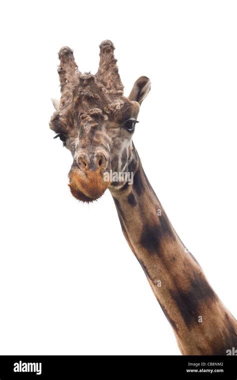 giraffe neck  res stock photography  images alamy