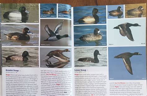 STOKES BIRDING BLOG: Lesser Scaup Identification