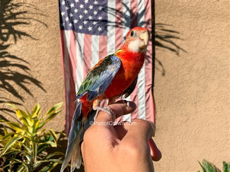 Fiery Eastern Rosella Bird for sale - ParrotCrown.com