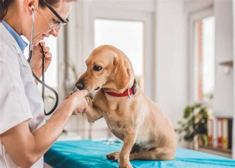 Medicina Veterinaria Tudo Sobre