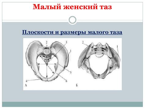 Женский таз, его строение, размеры - презентация онлайн