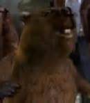 Voice Of Mr Beaver In Chronicles Of Narnia Actors And Facts The Groundhog Who Told The Truth About Father Christmas