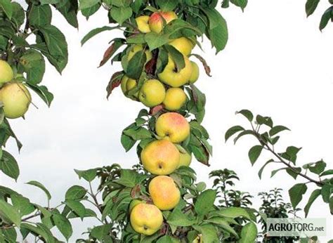 Продам САДЖАНЦІ колоновидної яблуні — Agrotorg